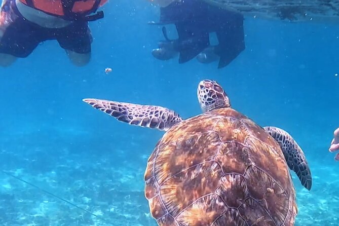 1.5 hours Snorkeling at Tulum's paradise reef - A boat trip with two very different views of Tulum