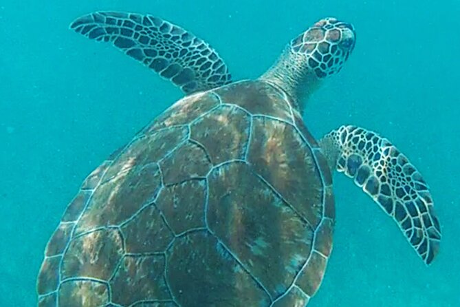 1.5 hours Snorkeling at Tulum's paradise reef - Why the guides matter