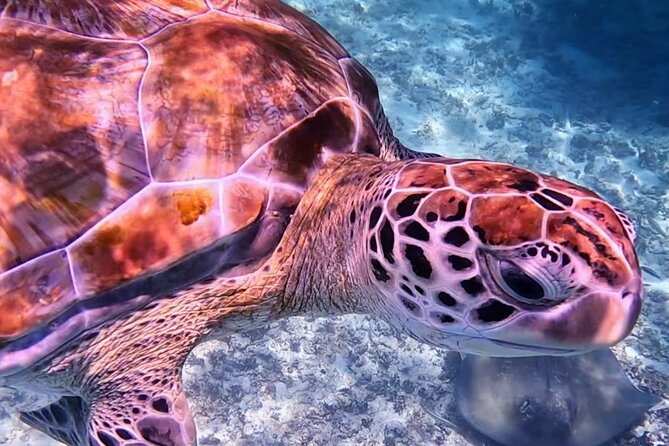 1.5 hours Snorkeling at Tulum's paradise reef - Meeting near the Tulum archaeological zone