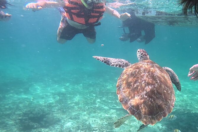 2-Hour Snorkeling in Two Spots of Tulum's Reef - The second stop: coral, small fish, and a change of pace