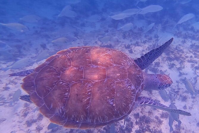 2-Hour Snorkeling in Two Spots of Tulum's Reef - Who should book this snorkeling trip?