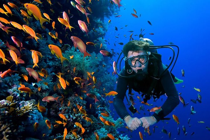 2 Tank Dive in Cozumel - Two reef sessions around Cozumel