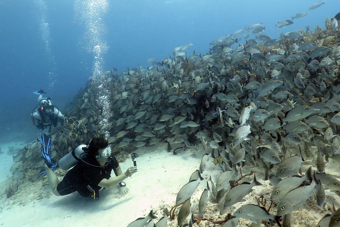 2-Tank Morning or Afternoon Dives in Playa del Carmen certified Divers Only - What two reef visits actually involve