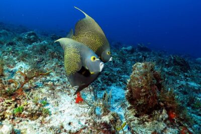 2-Tank Morning or Afternoon Dives in Playa del Carmen certified Divers Only