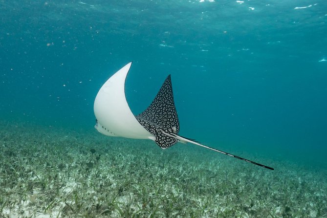 2-Tank Morning or Afternoon Dives in Playa del Carmen certified Divers Only - Equipment, fees, and the real cost