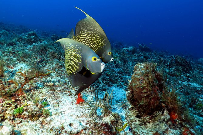 2-Tank Morning or Afternoon Dives in Playa del Carmen certified Divers Only - Playa del Carmen’s drift conditions and marine life