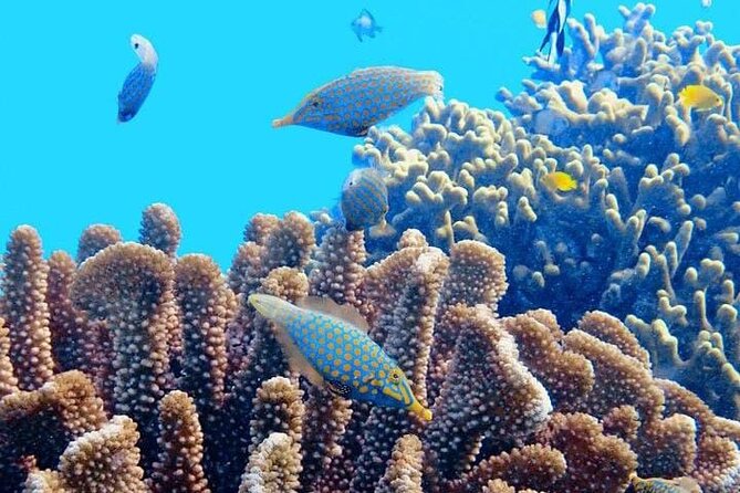 2x1 Tour: Isla Contoy, Isla Mujeres, Open Bar, Lunch and Transfers - What the praise tells you about the experience