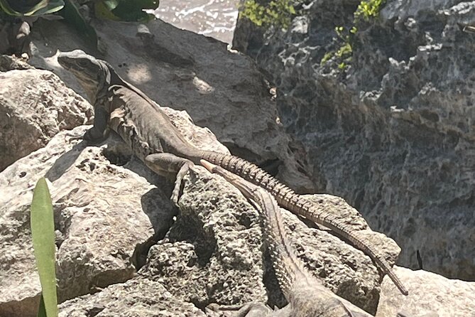 3 in 1 Experience in Tulum - Swimming at Cenotes Cristal and Escondido