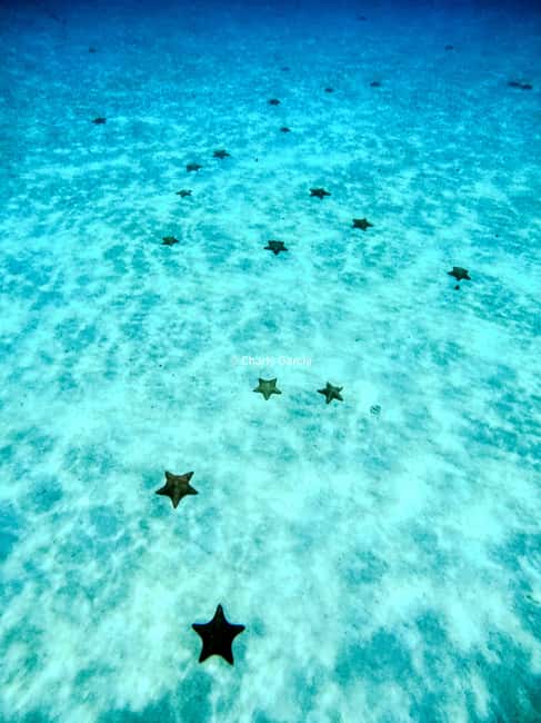 4 Hour Turtle Sanctuary Experience on a Luxury Catamarán - Timing matters for cruise ship passengers