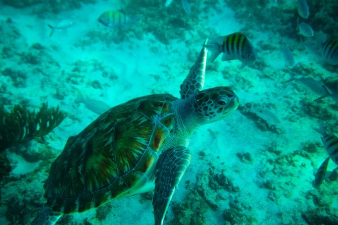 4H private 40' Yacht All-Inclusive in Tulum & Playa del Carmen - At In-Ha Reef, choose your own pace