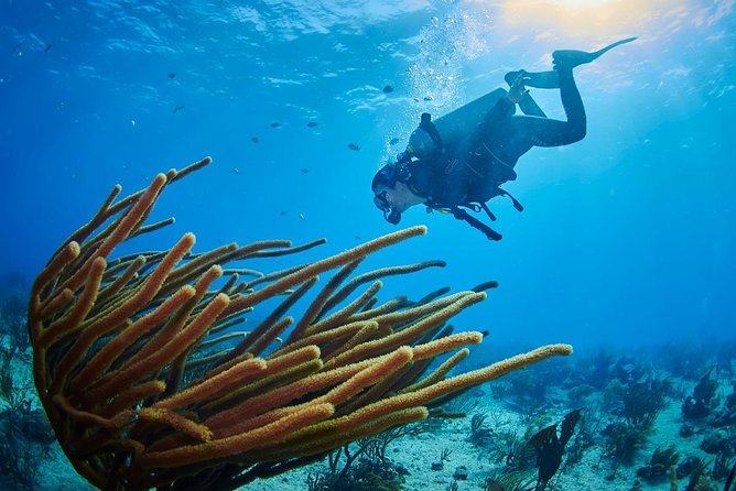 Advanced Open Water Diver course PADI in Playa del Carmen - What the $470 price includes