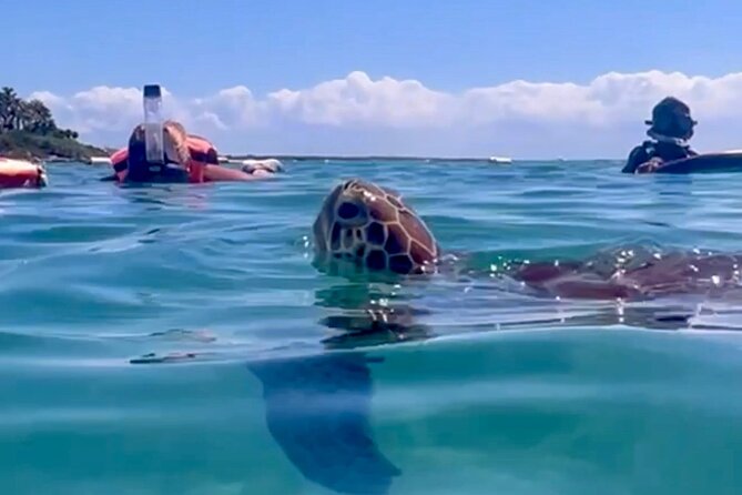 Akumal Bay snorkeling, plus 3 cenotes and great food - Key points to know before booking