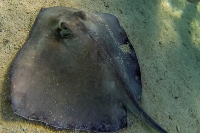 Akumal Bay snorkeling, plus 3 cenotes and great food - Lunch at Lara & Luca in Playa del Carmen