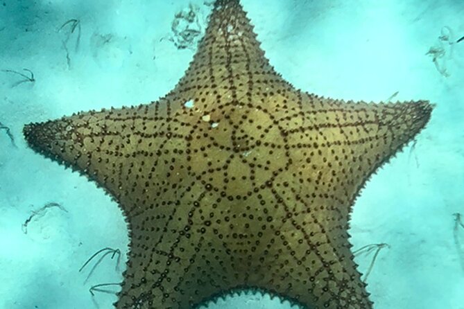 Akumal Bay snorkeling, plus 3 cenotes and great food - Practical preparation for the water