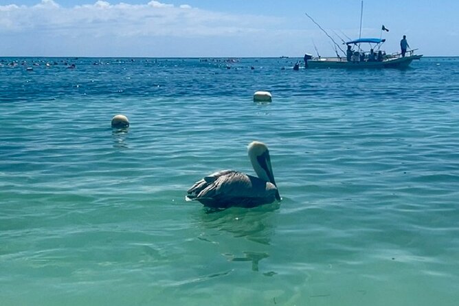 Akumal Bay snorkeling, plus 3 cenotes and great food - Who will enjoy this tour most?