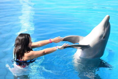 Dolphin Encounter