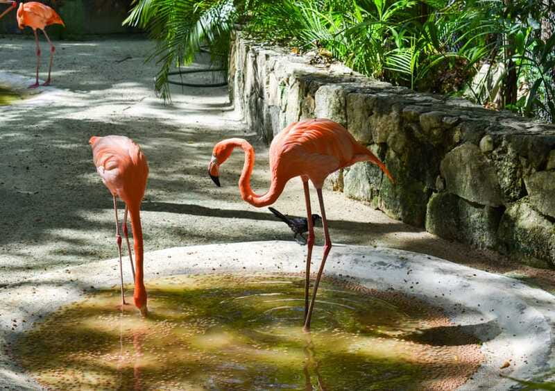 Akumal: Explore the Monkey Sanctuary, ATV Circuit and Cenote - What $159 really covers