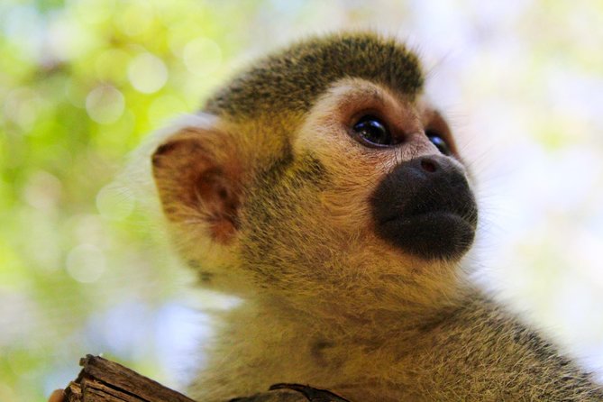 Akumal Monkey Sanctuary - What the $95 Akumal Monkey Sanctuary visit includes