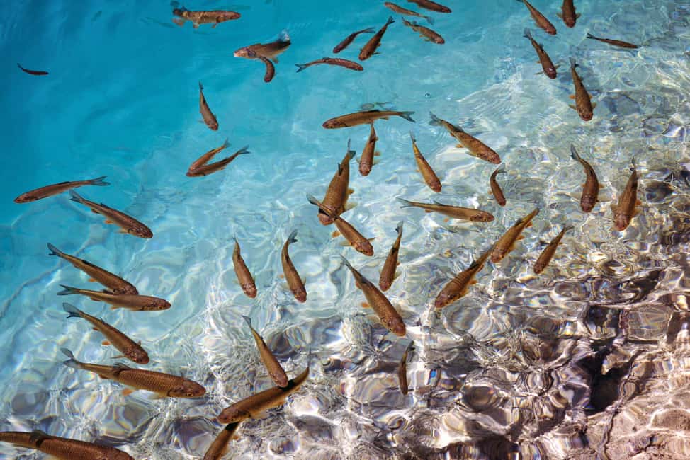 Akumal: Snorkel with Marine Fauna and an Expert Guide - Floating above turtles in Akumal Bay
