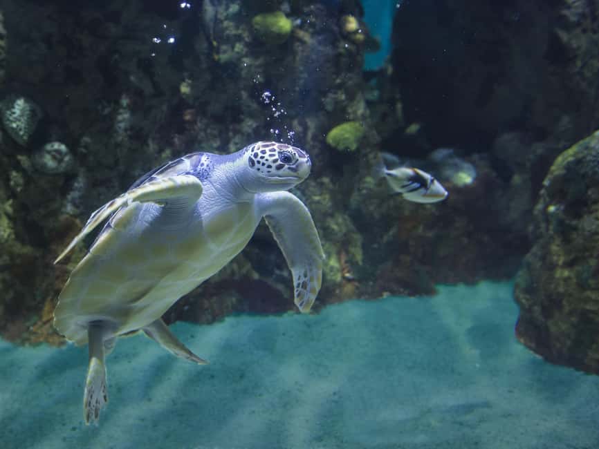 Akumal: Snorkel with Marine Fauna and an Expert Guide - Rays, fish, coral, and the rest of the bay