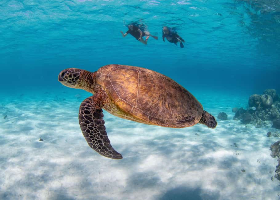 Akumal: Snorkel with Marine Fauna and an Expert Guide - What the $45 price really buys