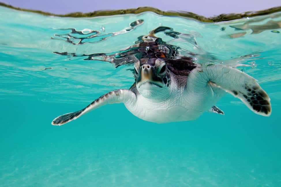 Akumal: Snorkel with Marine Fauna and an Expert Guide - Beach time after the snorkel