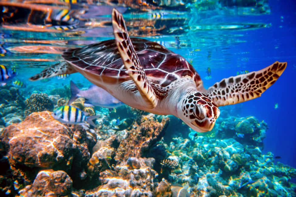 Akumal: Snorkel with Marine Fauna and an Expert Guide - Safety briefing before the water