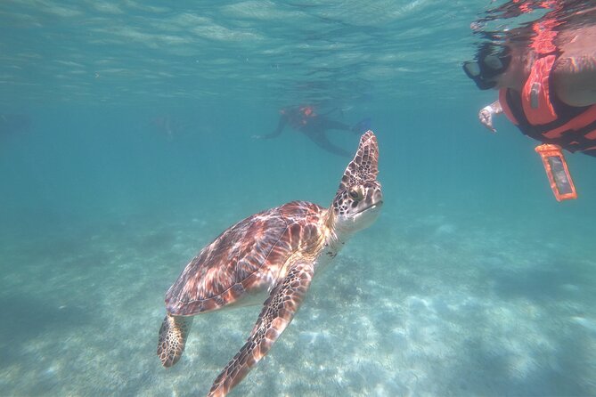 Akumal : Snorkeling with Green Turtles + Photos with GoPro - Key points to know before you book