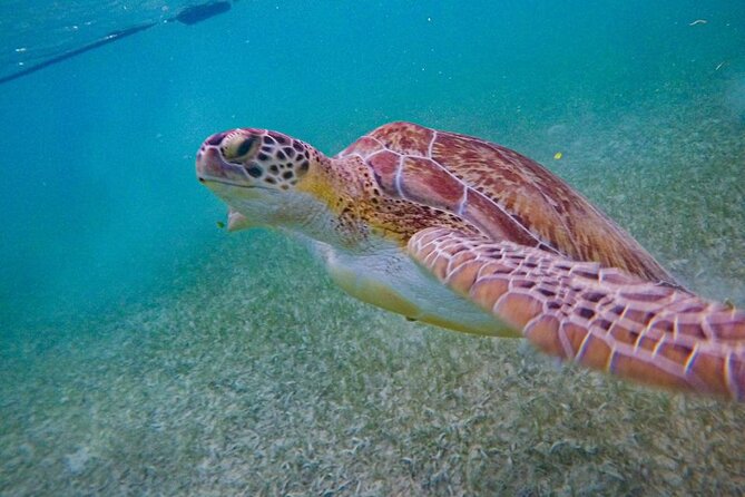Akumal : Snorkeling with Green Turtles + Photos with GoPro - Why Akumal is worth visiting for turtles