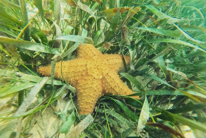 Akumal : Snorkeling with Green Turtles + Photos with GoPro - GoPro photos add practical value