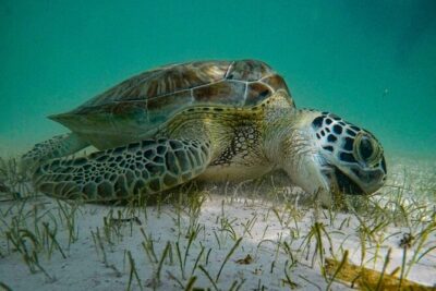 Snorkeling with Green Turtles + Photos with GoPro