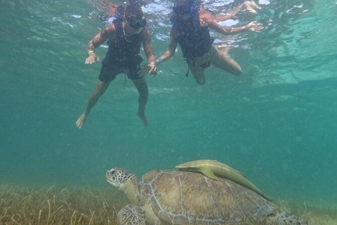 Akumal : Snorkeling with Green Turtles + Photos with GoPro - How the price compares with the experience