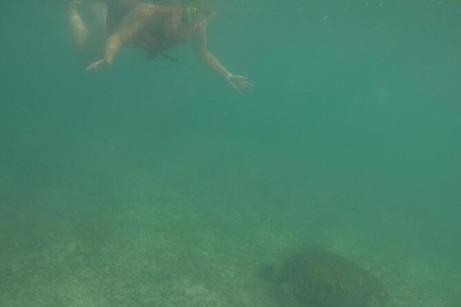 Akumal : Snorkeling with Green Turtles + Photos with GoPro - Timing, weather, and water visibility