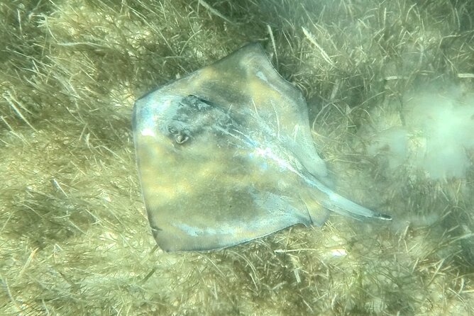 Akumal : Snorkeling with Green Turtles + Photos with GoPro - What is included, and what is not