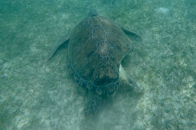 Akumal : Snorkeling with Green Turtles + Photos with GoPro - Who will enjoy this Akumal outing most