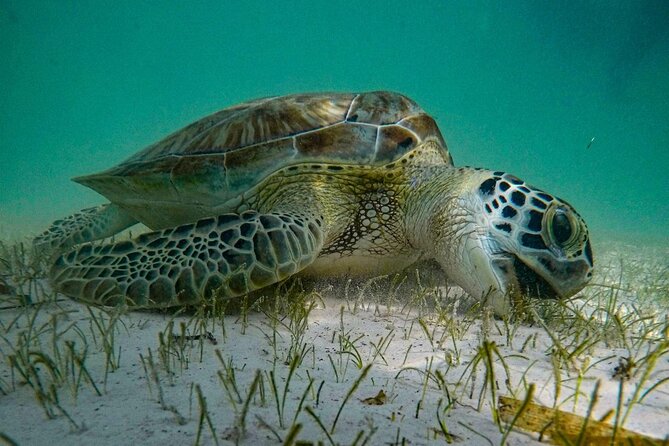 Akumal : Snorkeling with Green Turtles + Photos with GoPro - What happens during the one-hour snorkel