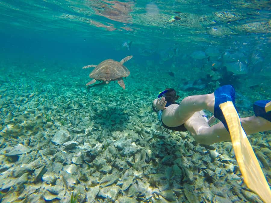 Akumal: Swim with Turtles in a Natural Paradise - Key points about swimming in Akumal Bay