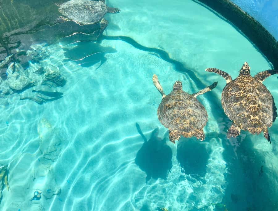 Akumal: Swim with Turtles in a Natural Paradise - Getting ready with the included equipment