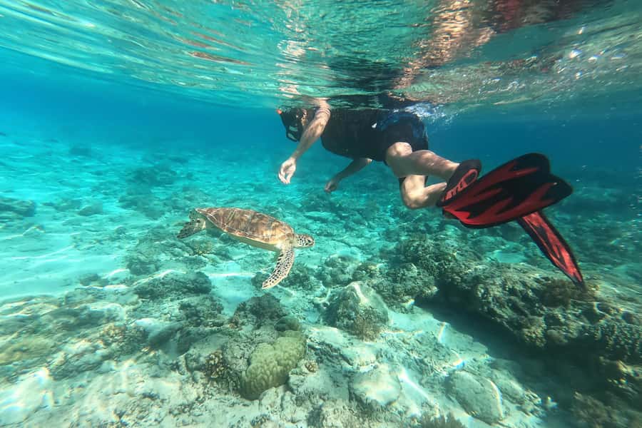 Akumal: Swim with Turtles in a Natural Paradise - Swimming near Akumal’s sea turtles