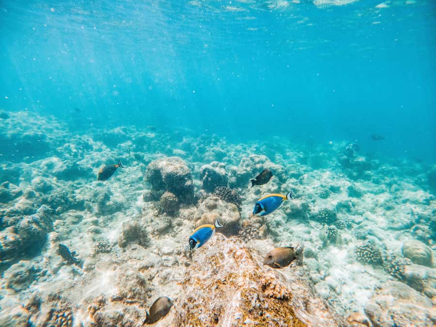 Akumal: Swim with Turtles in a Natural Paradise - Why the 1.5-hour duration works