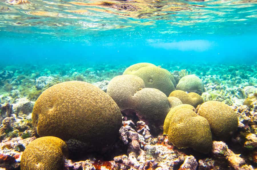 Akumal: Swim with Turtles in a Natural Paradise - Beach time after the wildlife encounter