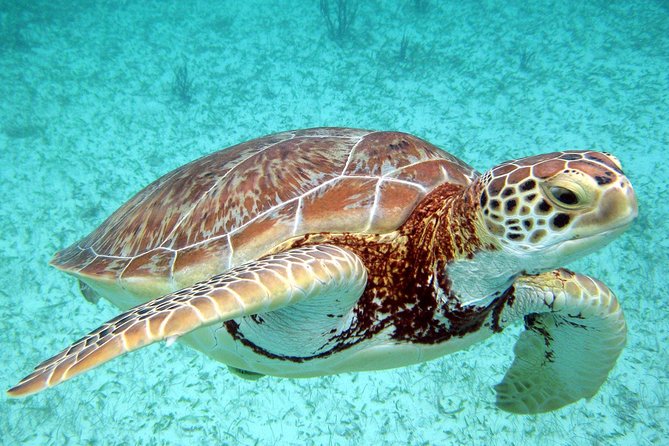 Akumal Turtles, Snorkel Tour from Cancun or Riviera Maya - FAQ