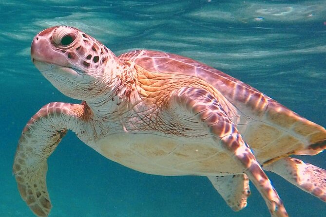 Akumal Turtles Snorkeling and GoPro pictures - Swimming With Green Turtles in Akumal Bay