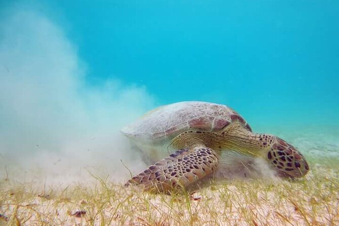 Akumal Turtles Snorkeling and GoPro pictures - Turtles, Fish, Coral, and Possible Rays