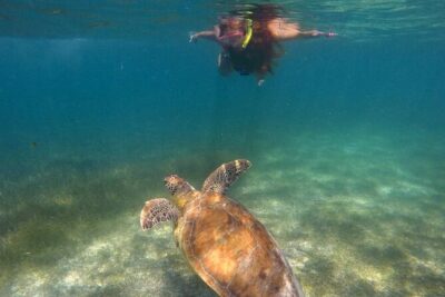 Akumal Turtles Snorkeling and GoPro pictures
