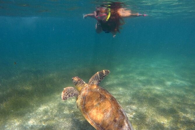 Akumal Turtles Snorkeling and GoPro pictures - What the One-Hour Swim Is Like