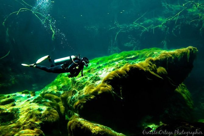 Amazing beginner dive in Tulum cenote (or refresher dive) - Exploring beneath the mangrove roots