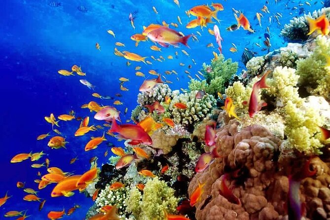 Aquatic Paradise in Tulum: Snorkel Yalku, Swim Cenote & Kaan Luum - What the $105 price really covers