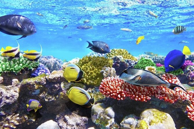 Aquatic Paradise in Tulum: Snorkel Yalku, Swim Cenote & Kaan Luum - Guides can make or break the morning