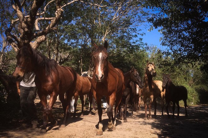 Award-winning Classic Horseback Ride (max. 6 riders) - Choosing a horse at 9:30 a.m. or 2 p.m.